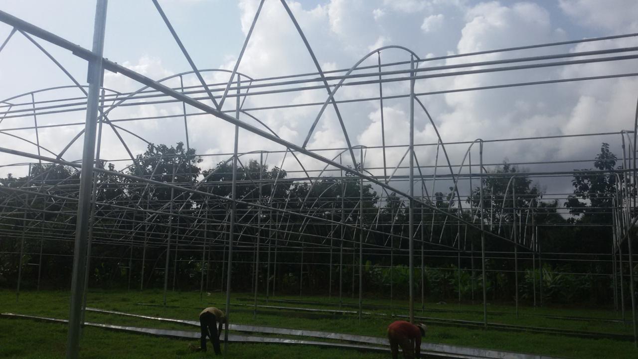 Greenhouse Project 59